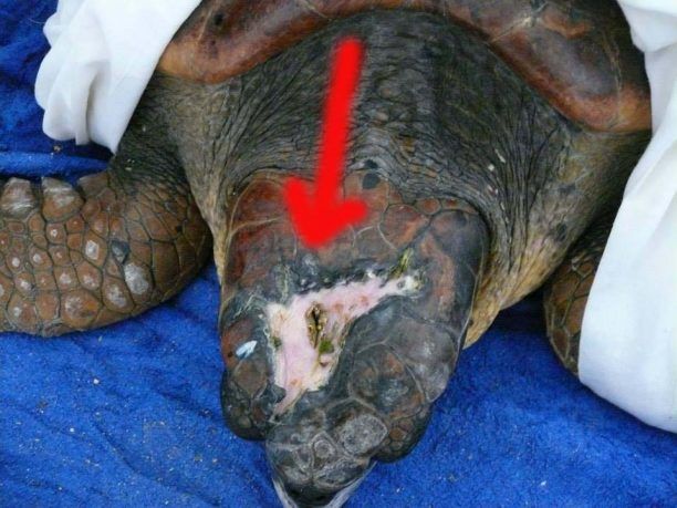 Αμβρακικός: Άλλη μια θαλάσσια χελώνα σφυροκοπημένη στο κεφάλι